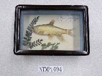 藏品(平頜鱲)的圖片